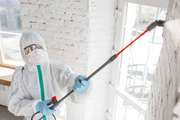 Best Black Mold Removal  in Thurmont, MD